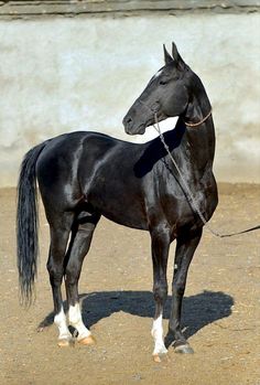 a black horse standing on top of a dirt field