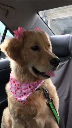 a brown dog wearing a pink bandana sitting in the back seat of a car