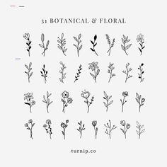 botanical and floral hand drawn flowers