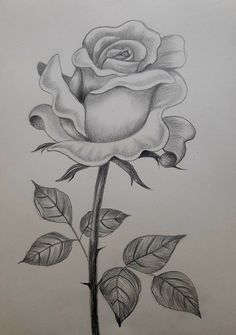 a pencil drawing of a rose with leaves