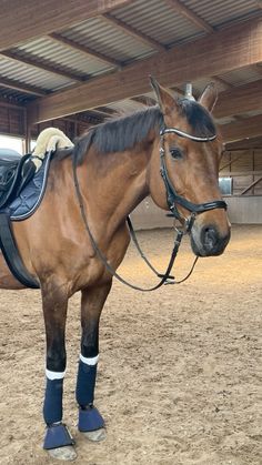 a brown horse standing on top of a dirt field next to a wooden ceiling covered building