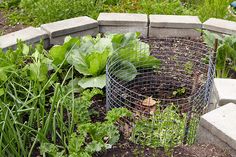 a garden filled with lots of green plants next to a brick fire pit in the grass