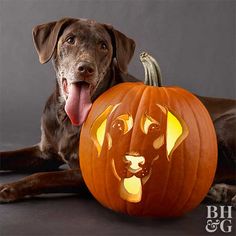 a dog laying next to a carved pumpkin with its tongue out and his mouth open