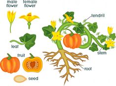 parts of a pumpkin plant on a white background