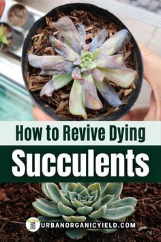 how to remove dying succulents from the ground