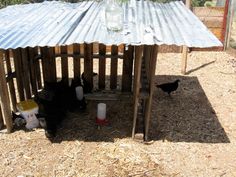 a chicken coop with a metal roof and two chickens on the ground next to it