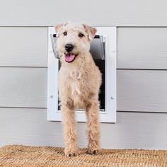 a dog is standing in the door to his house