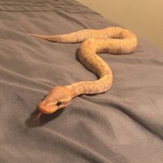 a yellow snake laying on top of a bed