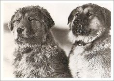 two dogs sitting next to each other in front of a white wall