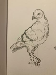 a drawing of a bird sitting on top of a piece of paper