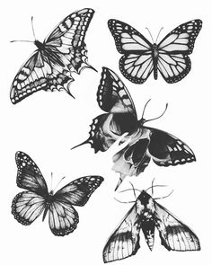 four butterflies are shown in black and white