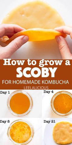 how to grow a scoby for homemade kombucha - step by step instructions