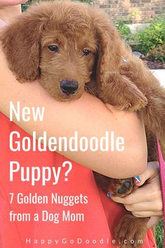 a woman holding a puppy in her arms with the caption new goldendoodle puppy? 7 golden nuggets from a dog mom