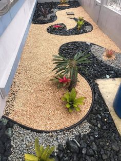 an outdoor garden with gravel and plants