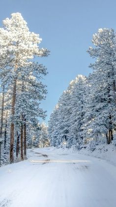 a snow covered road surrounded by tall trees