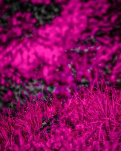 the grass is pink and black in color