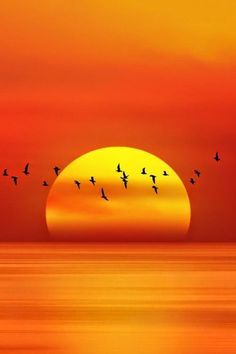 a flock of birds flying in front of the sun at sunset or sunrise over water