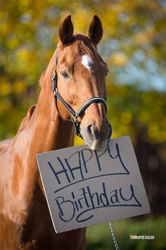 a horse holding a sign that says happy birthday