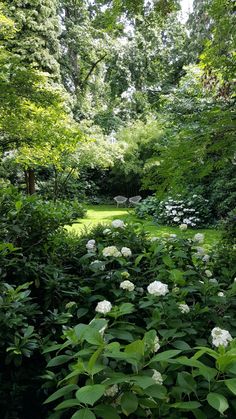 a lush green forest filled with lots of trees and white hydrangeas in the foreground