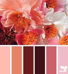 a bunch of flowers that are in a color swatch with the words, pink and orange