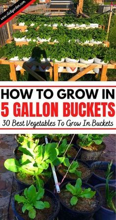 how to grow in 5 gallon buckets