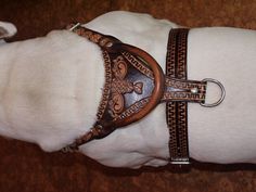 a white dog wearing a brown leather collar and matching leash with a metal ring on it's side