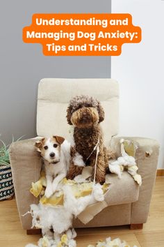 If your furry friend is experiencing dog anxiety, you need to understand what causes it and how to manage it. Read on for helpful tips and tricks to help your pet feel more comfortable and secure. Puppy Biting, Dog Training Advice, Lovely Friends, Dog Training Techniques, Loud Noises