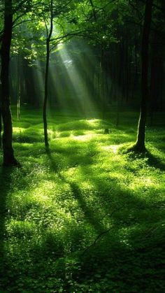 the sun shines through the trees and grass in this green forest filled with leaves