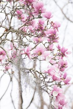 pink flowers blooming on the branches of a tree in winter time, with white moss hanging from it's branches