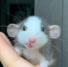 a small white and gray rat sitting on top of someone's hand