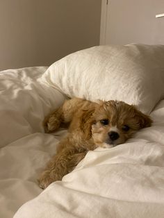 a brown dog laying on top of a bed under a white comforter and pillows