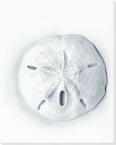 a sand dollar is shown in black and white