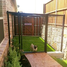 a small dog standing behind a gated in area that has grass on the ground