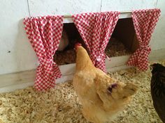 two chickens standing next to each other in front of red and white checkered curtains