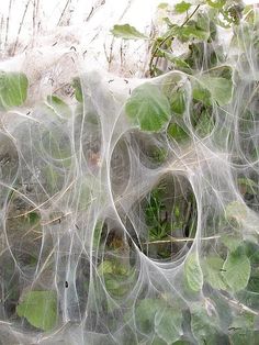 some green plants are growing out of the plastic covering it's roots and leaves