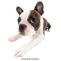 a brown and white dog laying on top of a white floor