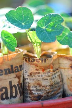 three small potted plants with leaves growing out of them in old newspaper bags on a table