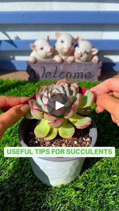 two hands are holding a small succulent in a pot on the grass, while another