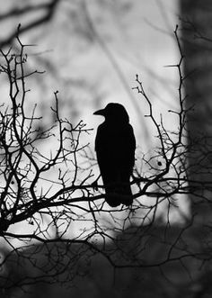 a black bird sitting on top of a tree branch