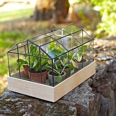 a glass box with plants inside sitting on a rock