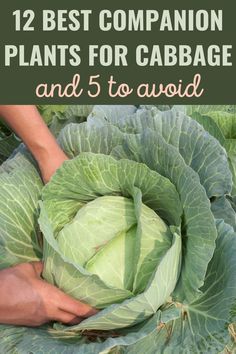 a close up of a green plant with the words fall gardening for beginners