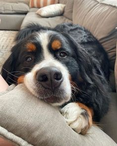 a black and brown dog laying on top of a couch next to a persons leg