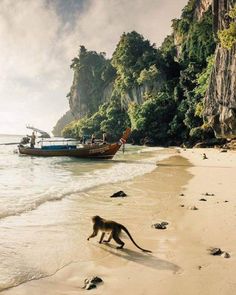 a monkey walking on the beach next to a boat