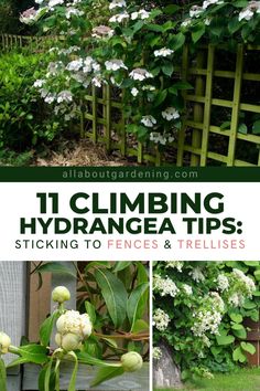 some white flowers and green plants with the words 11 climbing hydrangea tips sticking to fences