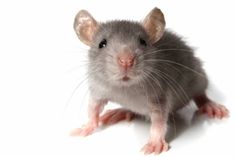 a small gray rat sitting on top of a white floor