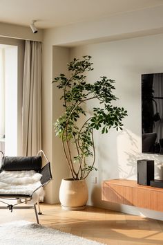 a living room filled with furniture and a tall plant