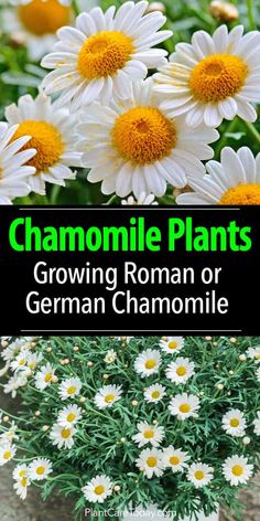 some white and yellow flowers with the words chamomile plants growing roman or german cha