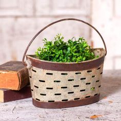 Oval Olive Bucket - Brownsland Farm Oval Basket, Body Shower, Plastic Container, Brown Trim, Plastic Containers, Natural Home, Solid Metal, Metal Construction