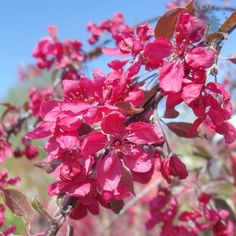 pink flowers are blooming on a tree branch