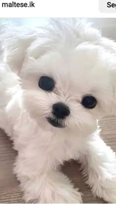 a small white dog sitting on top of a wooden floor